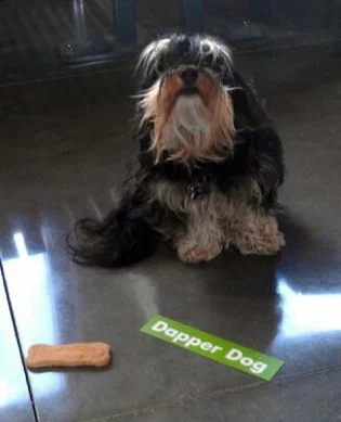 shakeshackthedog