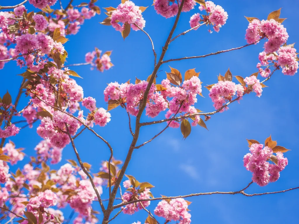 School Calendar — University City Children's Center School Calendar — University City Children's Center