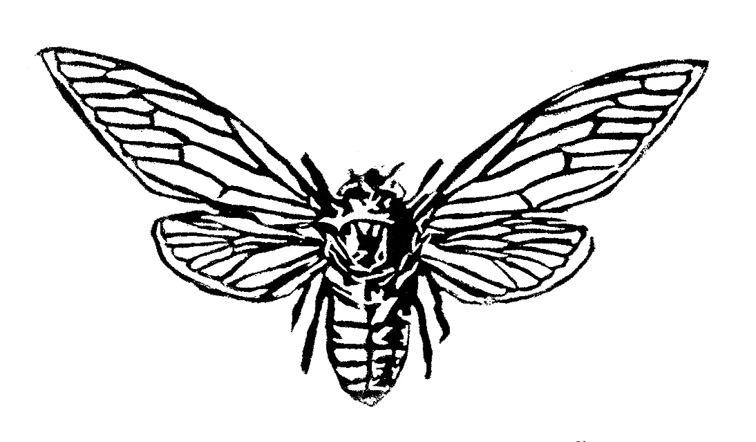 cicada.jpg