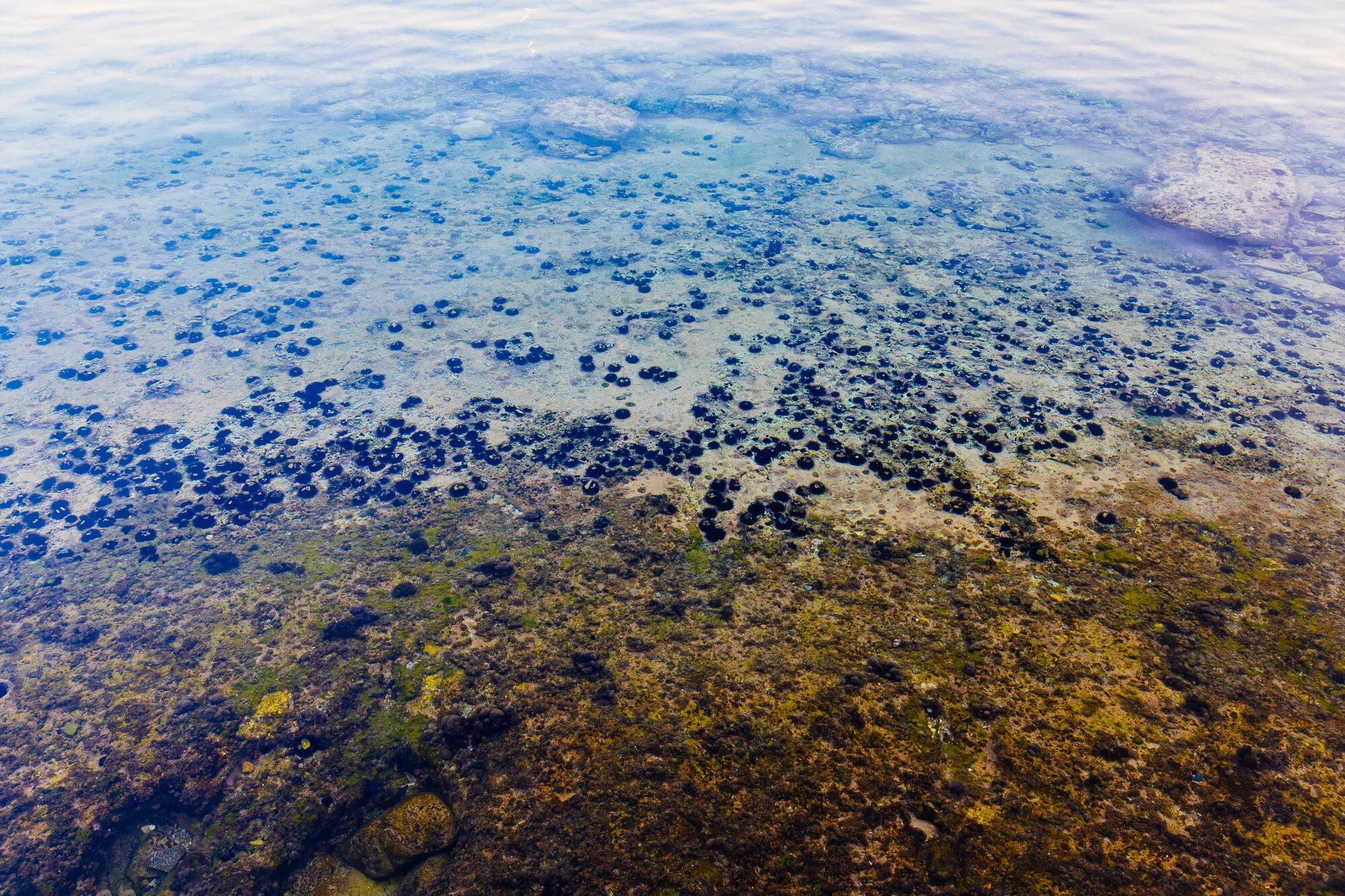 WEB-Sea Urchins-1543.jpg