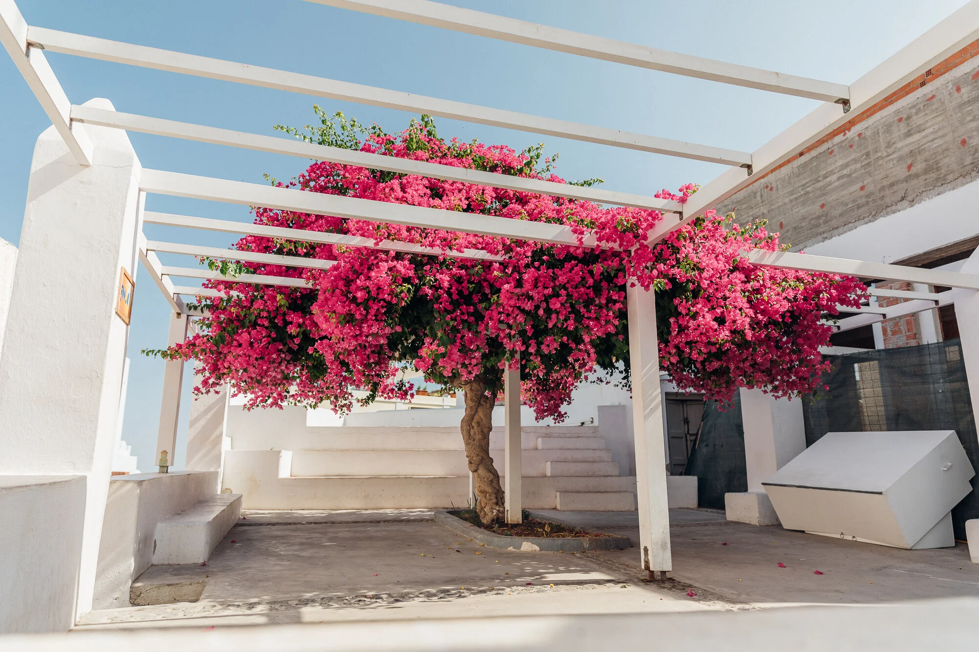 WEB-Vibrant Shade-2383.jpg