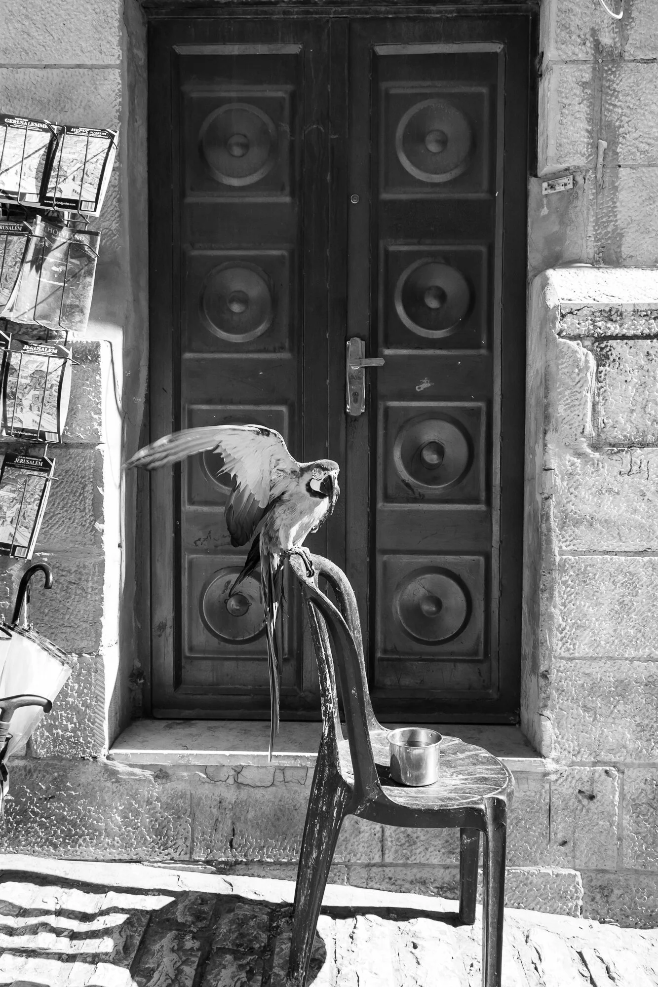 WEB-Jerusalem Street Bird-5938.jpg