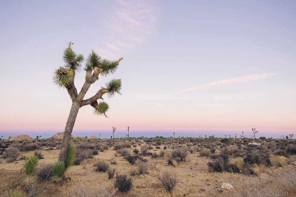 WEB-Happy Tree-7134.jpg