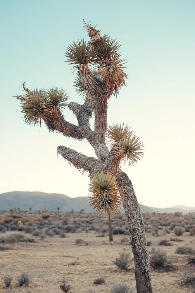 WEB-Yucca-7037.jpg
