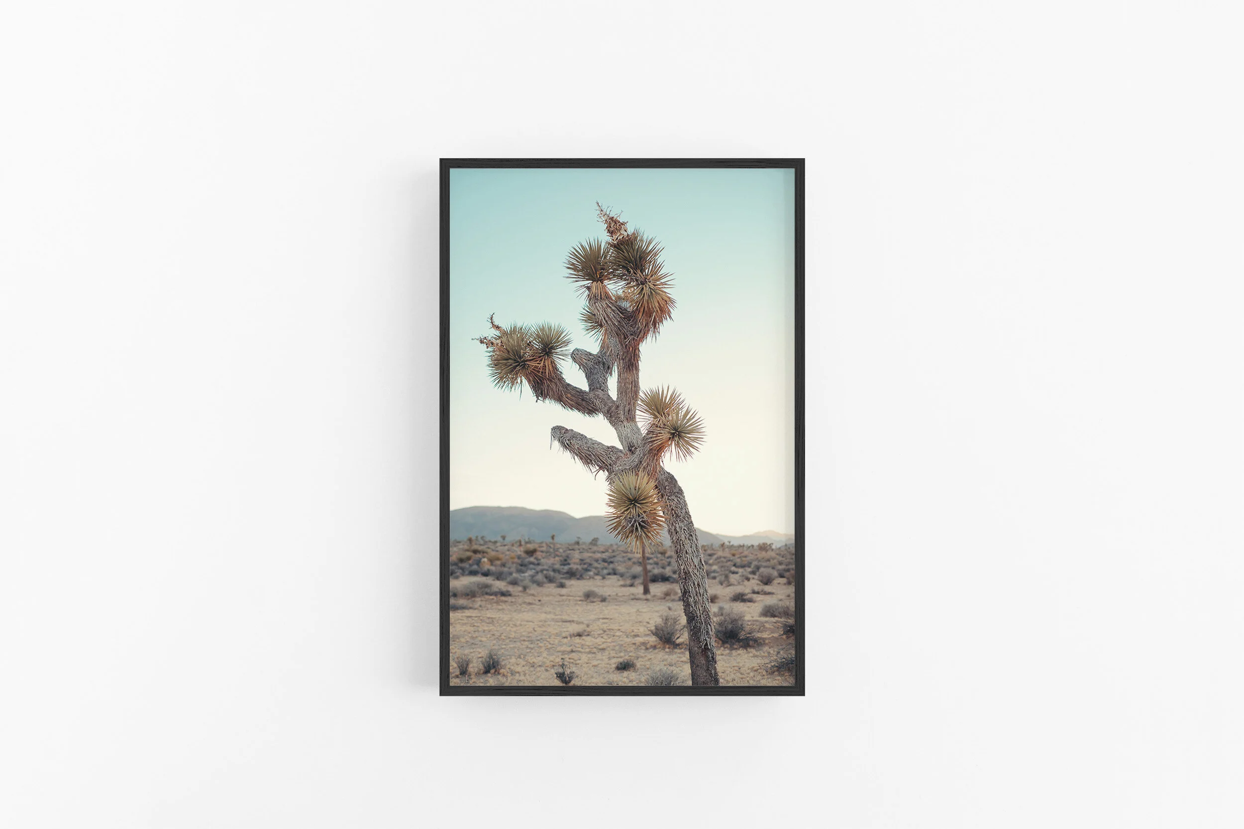 2x3 Black-Yucca.jpg