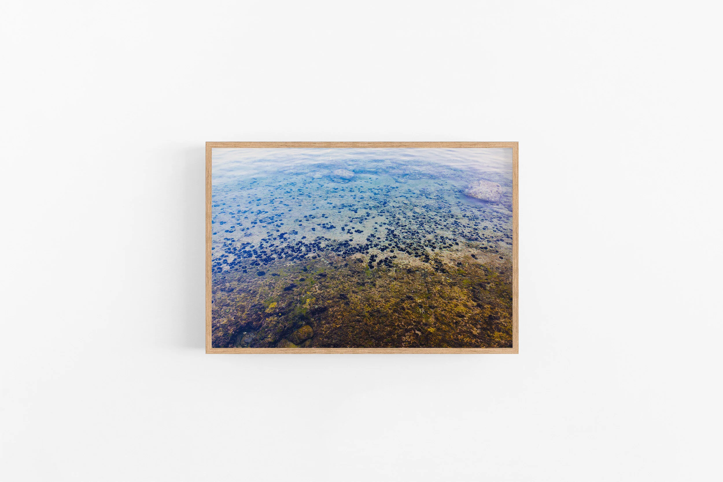 2x3 Pine- Sea Urchins.jpg