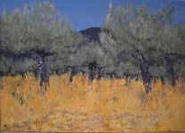 Mani olive grove