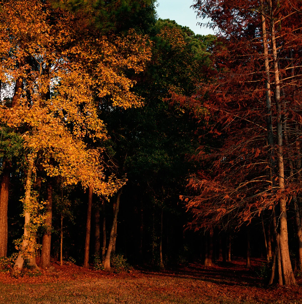 20131212_east_texas018.jpg