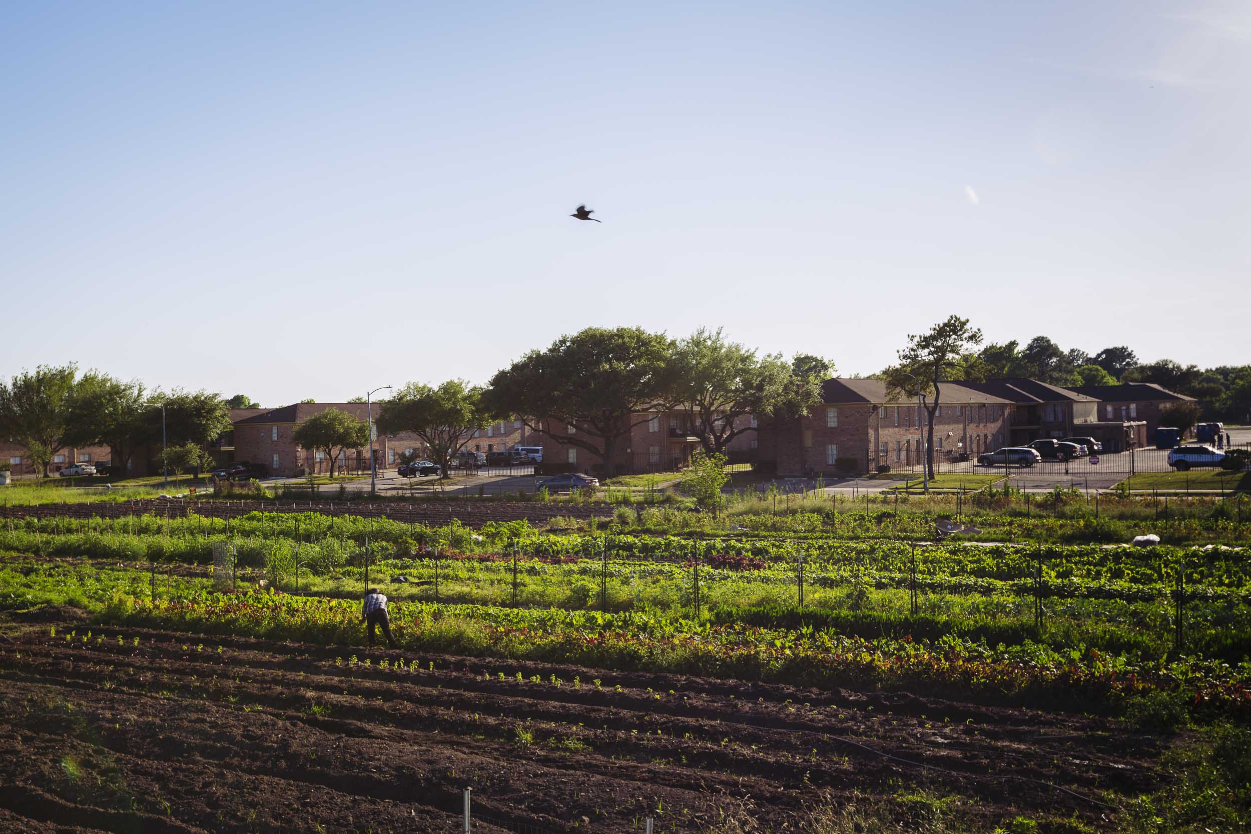 20170427_Plant_It_Forward_Farms_1204.jpg