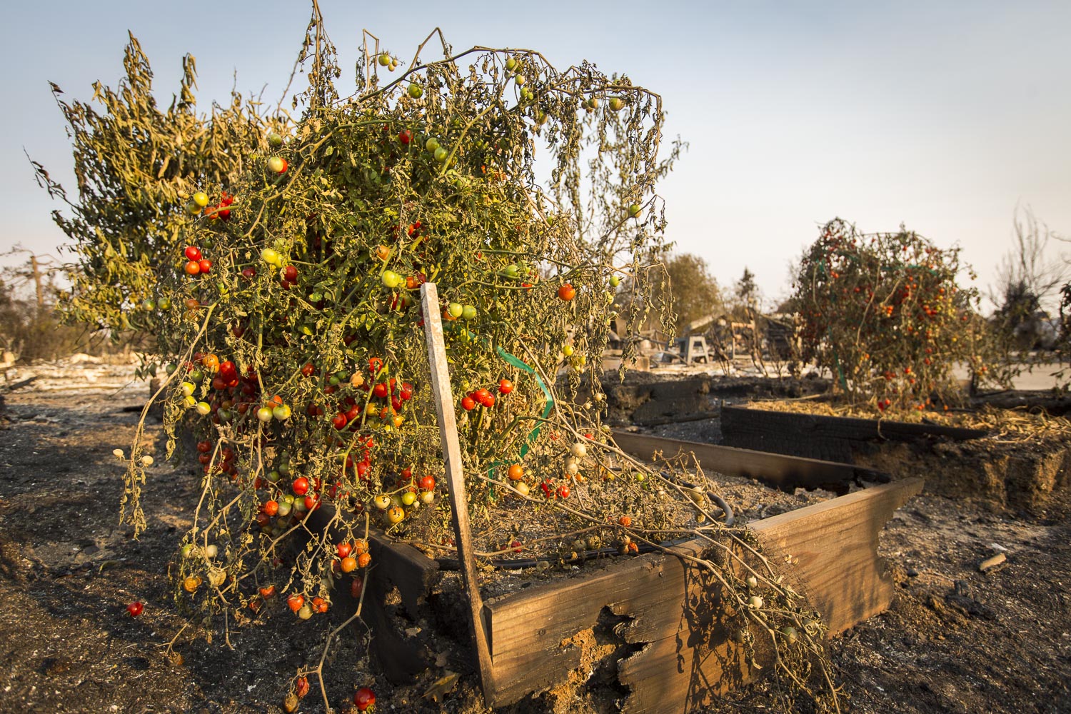  Fire aftermath in the Coffey Park neighborhood Oct. 12, 2017 in Santa Rosa, CA. 