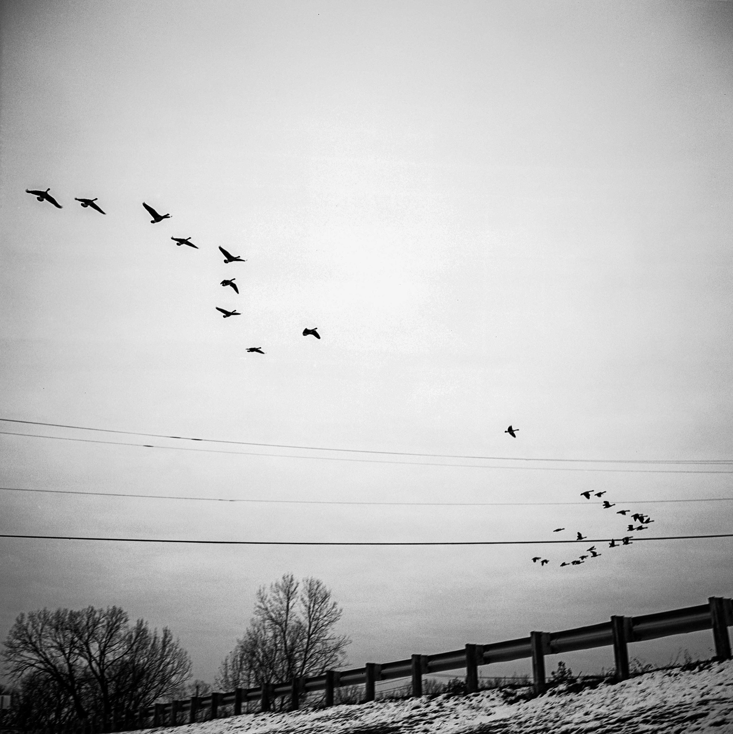  Geese fly Dec. 2017 in St. Louis, Missouri. 