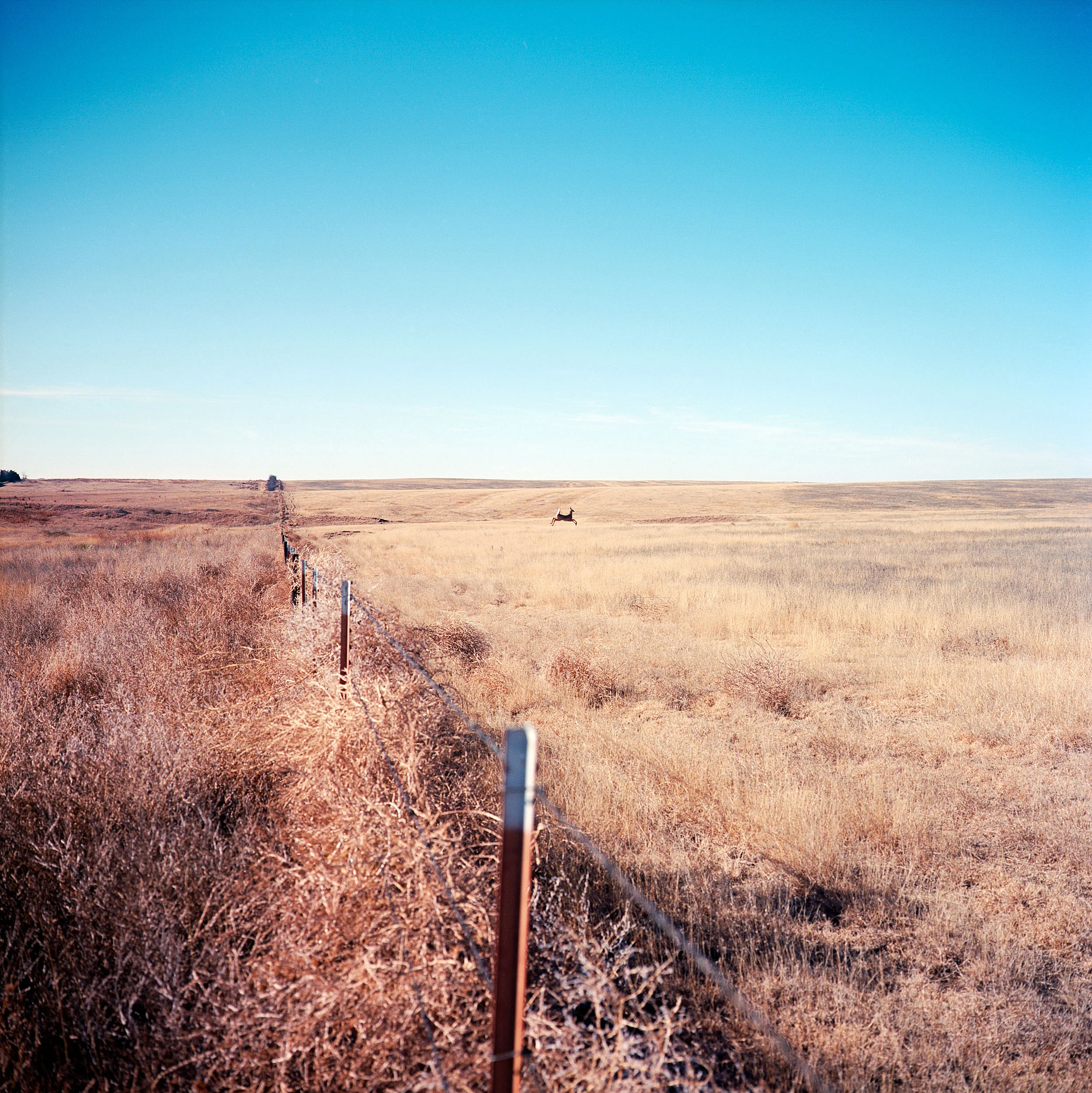 A white-tailed deer sprints away from tracks left over from the old Santa Fe Trail near Dodge City, Kansas. Opened by Spaniards at the end of the 18th century, the Santa Fe Trail brought migrants into the west in the 19th century from 1821 until 1880.