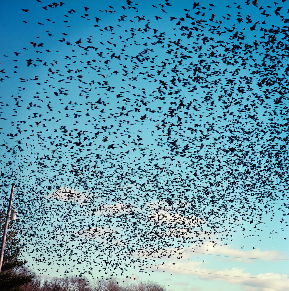  A murmuration of starlings near Odin, Illinois. 