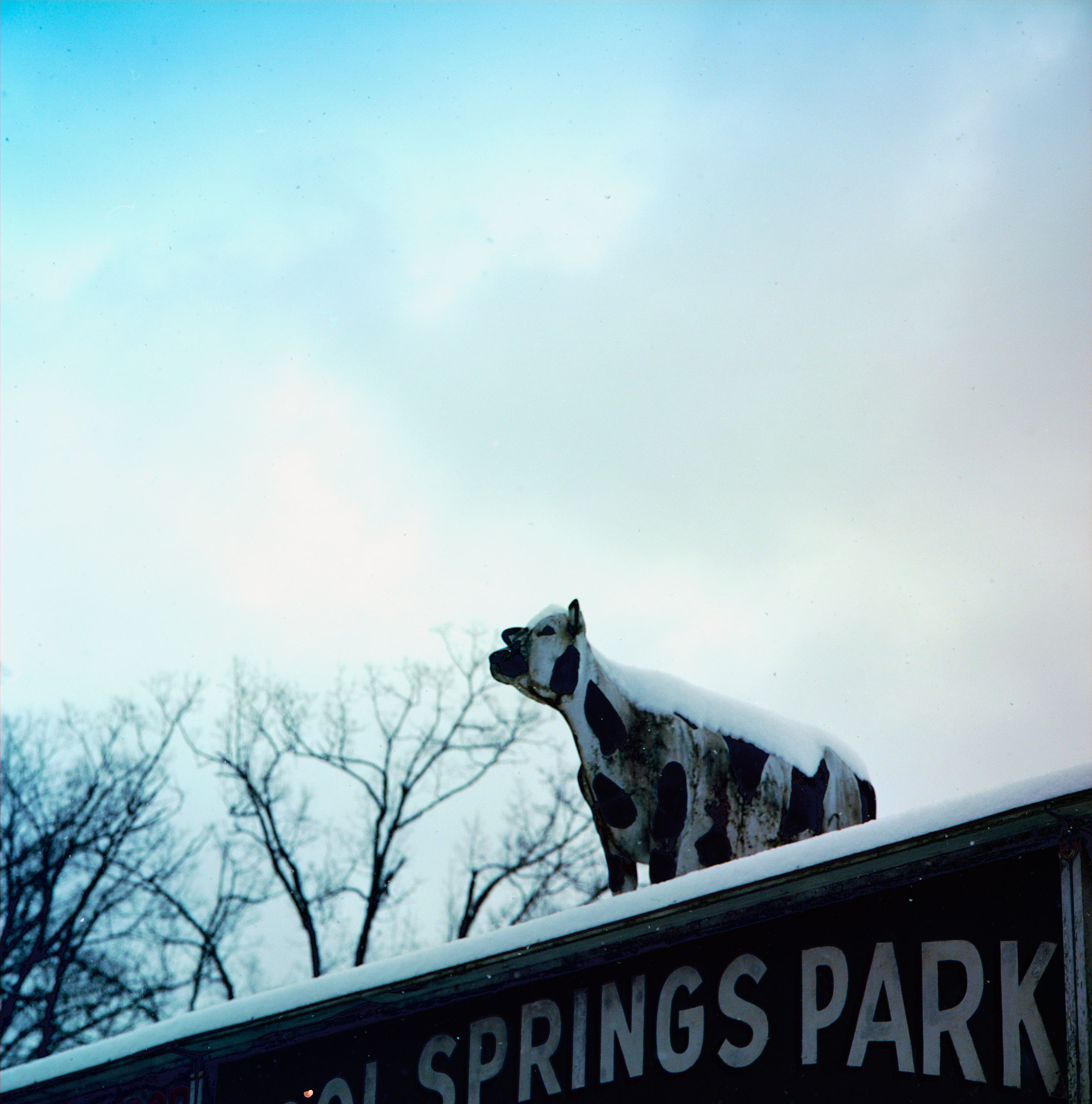 Roof cow, Rowlesburg, West Virginia.