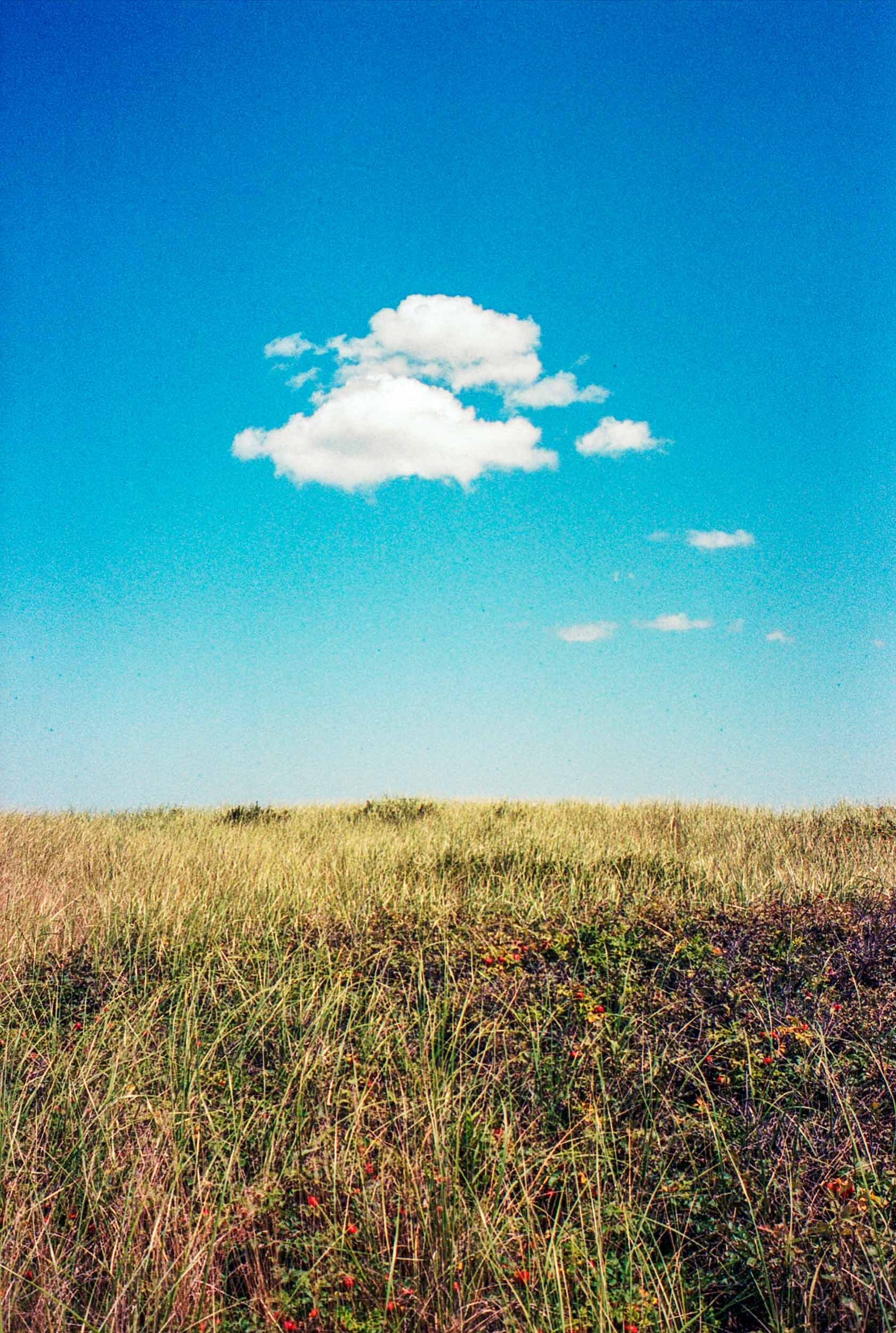 Beach grass