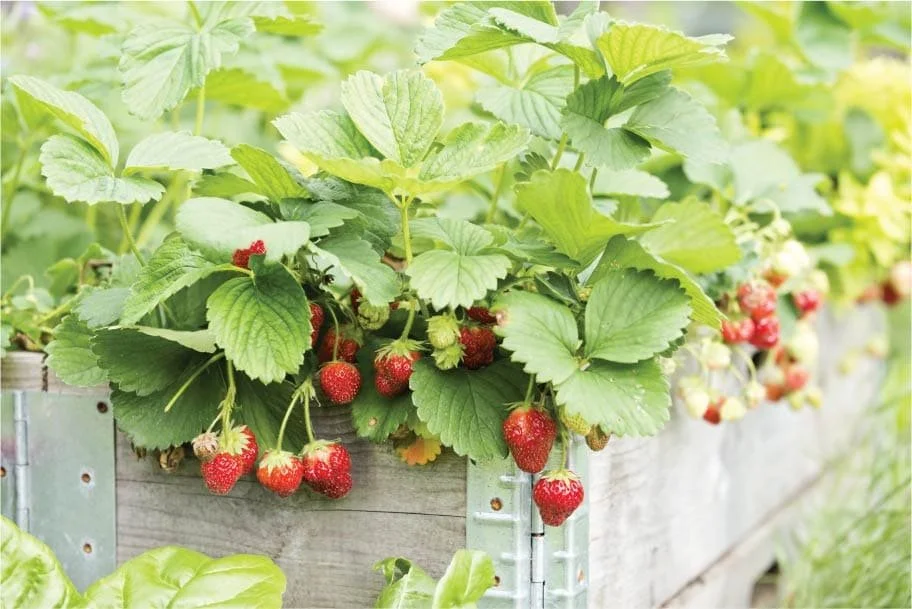 Strawberry Season at Hillsdale — Hillsdale Farmers Market