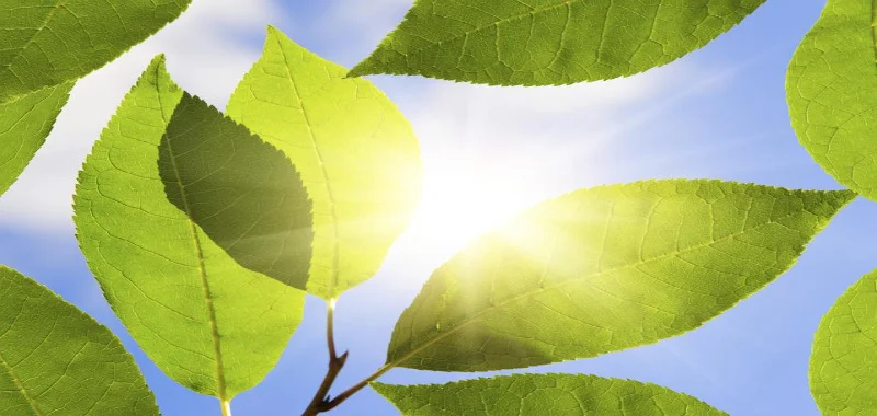 iStock_000010694900Medium1.jpg