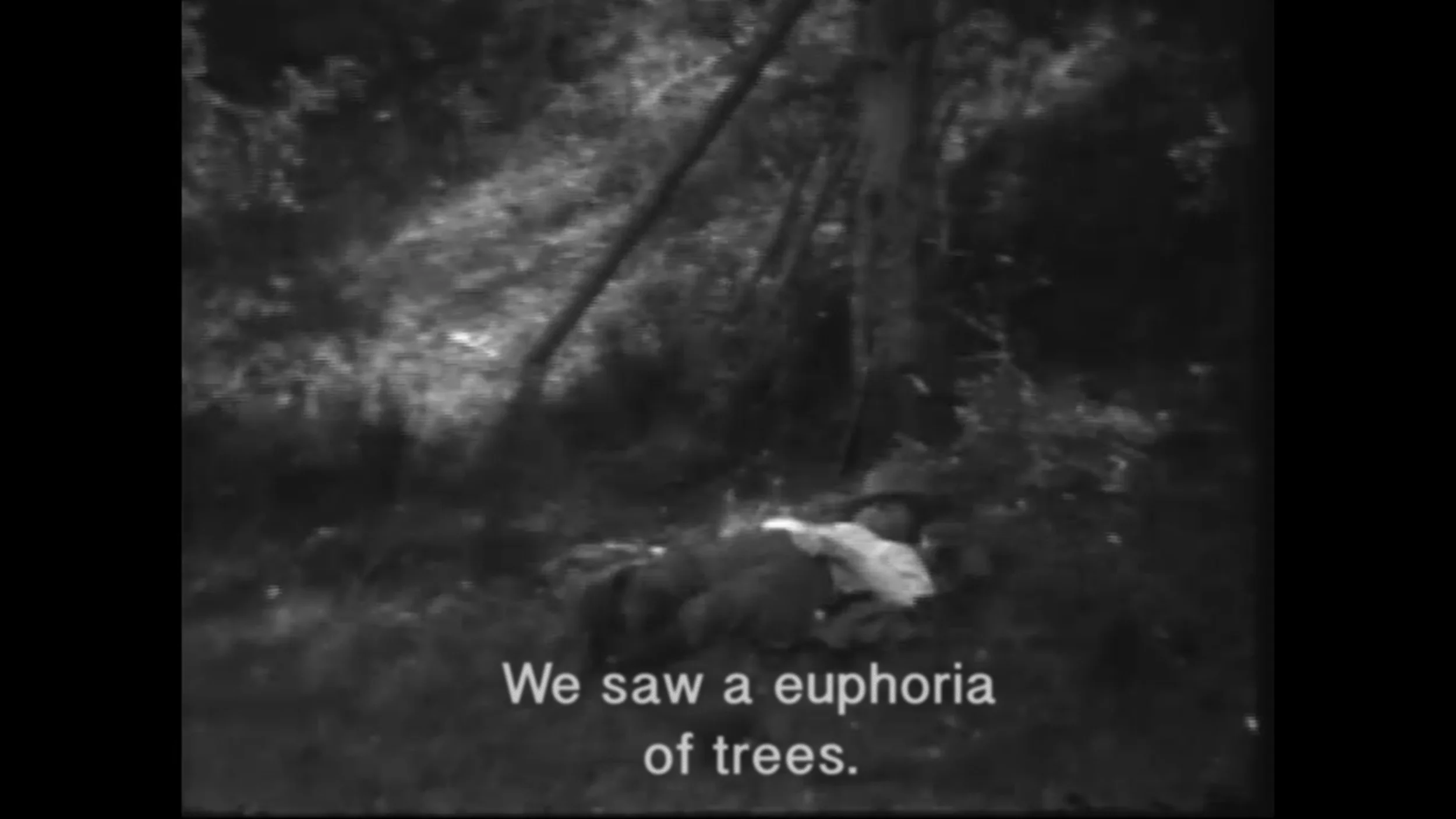 euphoriaoftrees2.jpg