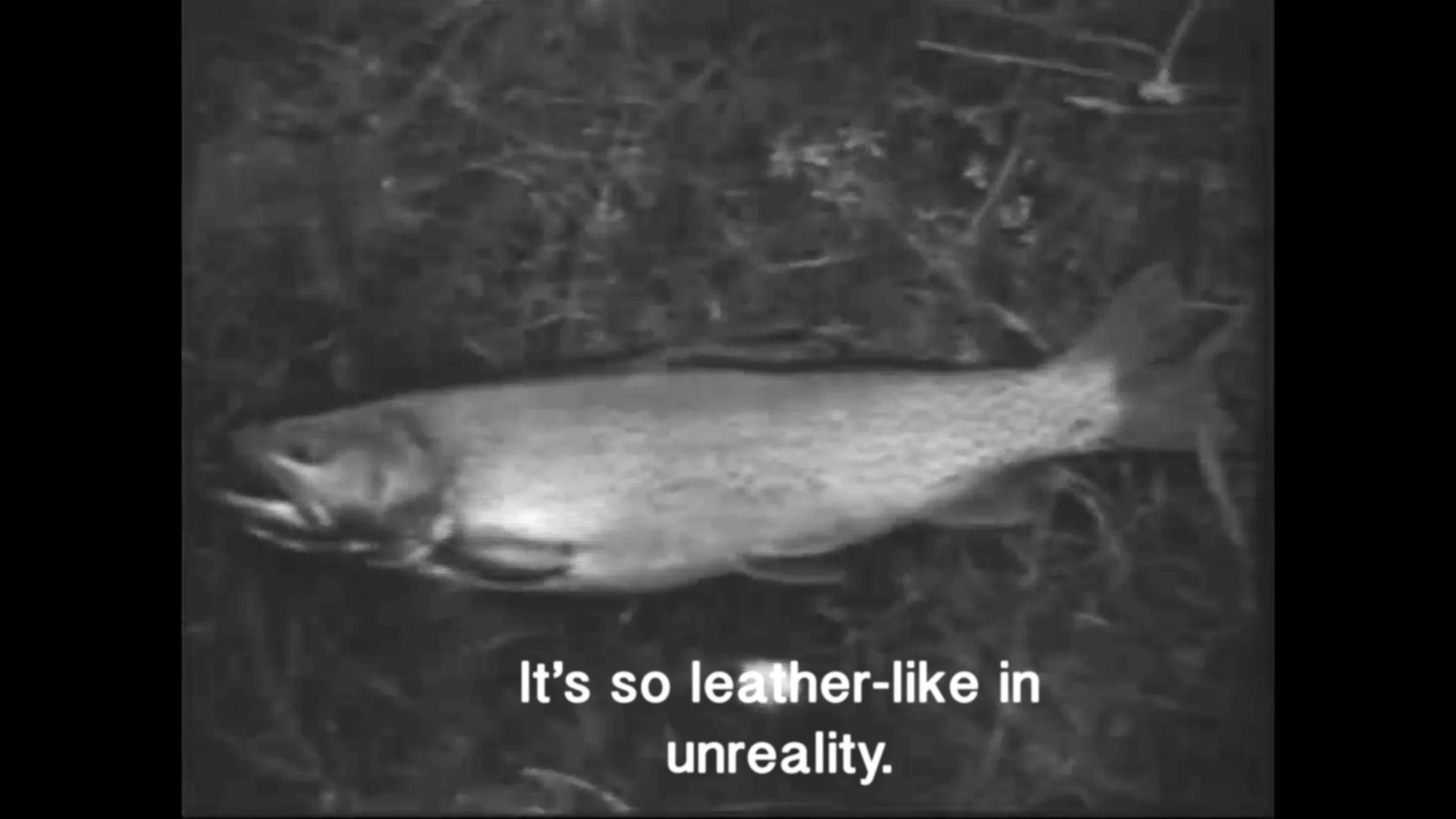 fish.jpg