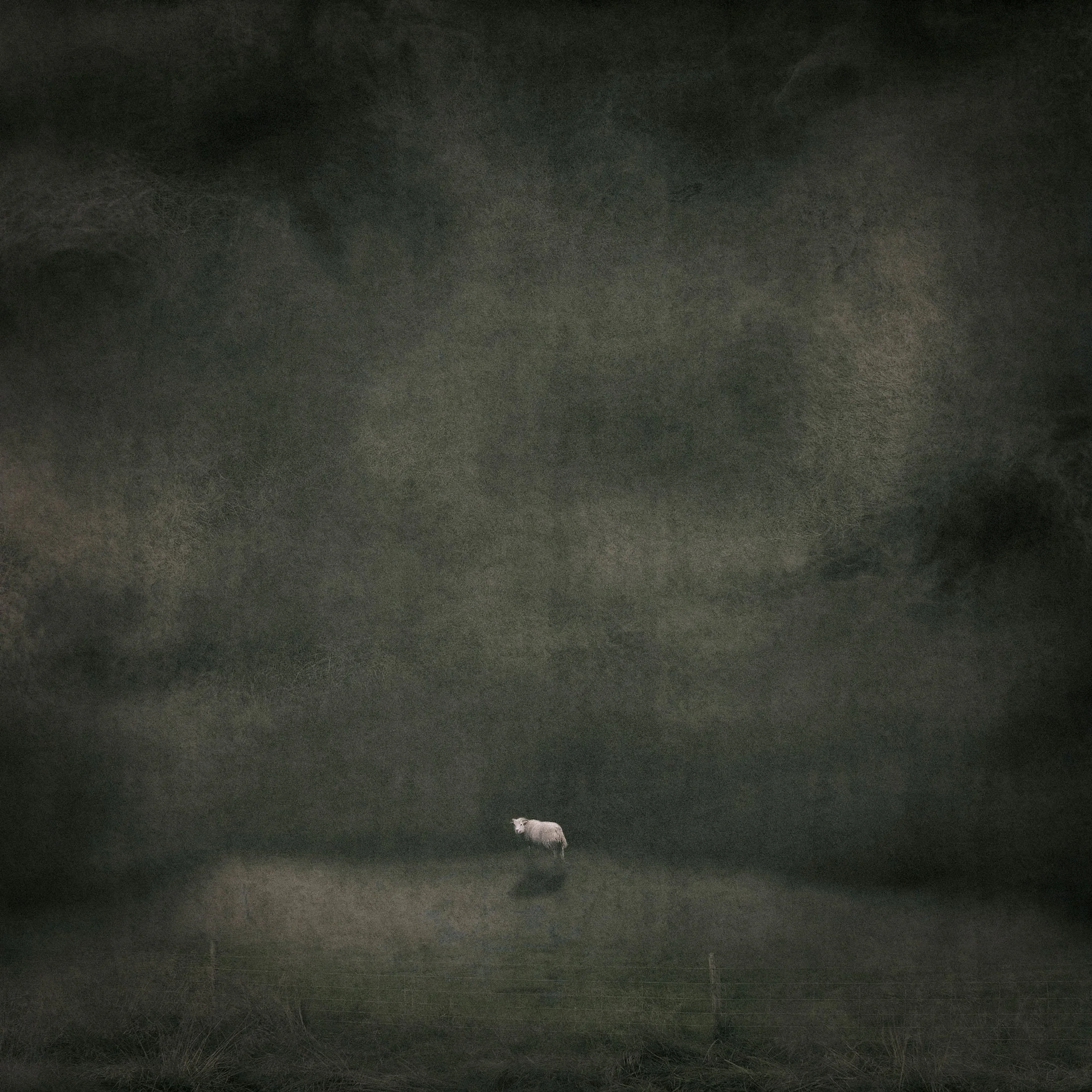 Night Lamb , 2014
10 x 10 inches