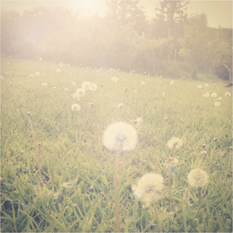 dandelions.jpg