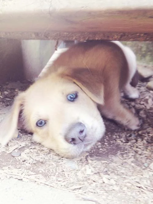 salish, 9 weeks