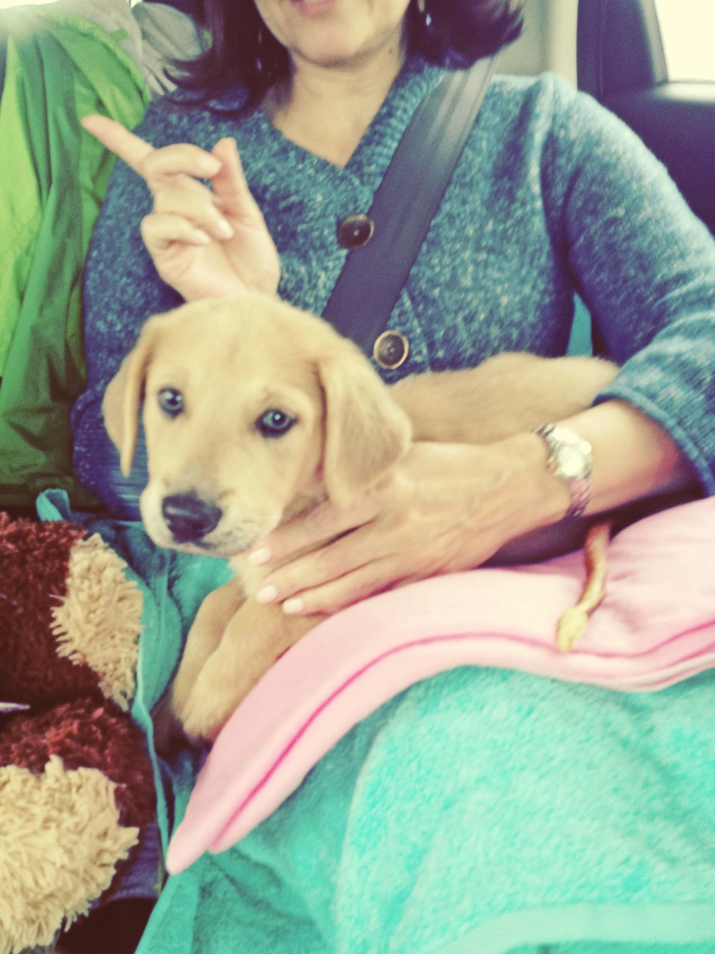 she tried my sister's lap. her sweater brings salish's eyes out!