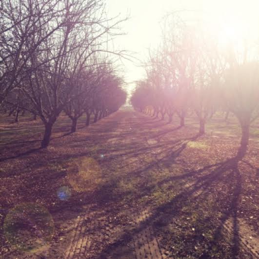 orchard.jpg