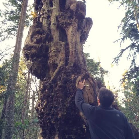 grandmother tree