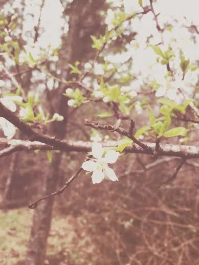 a blossom in our backyard in the midst of our swampy forest that I had no idea existed but was pointed out by my friend