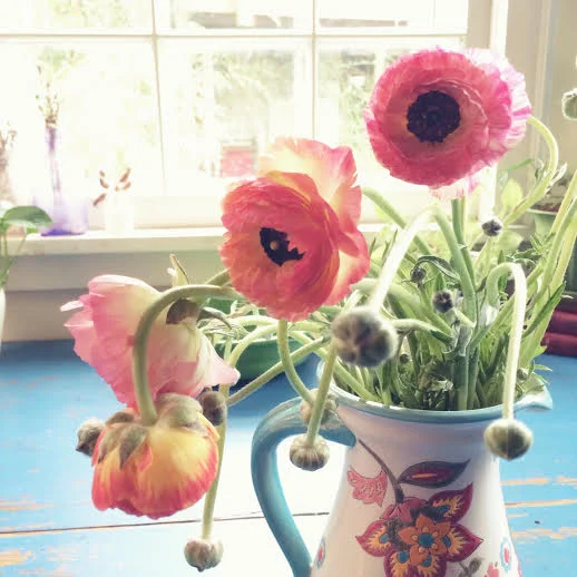 these ranunculus wanted to come home with me