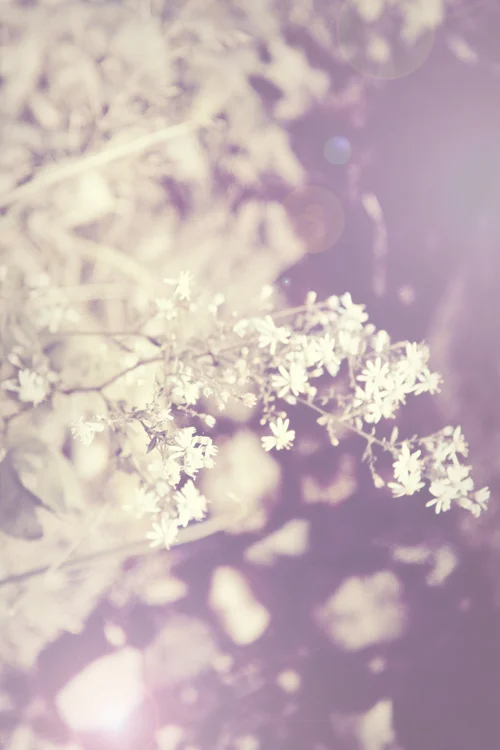 purple+flowers.jpg