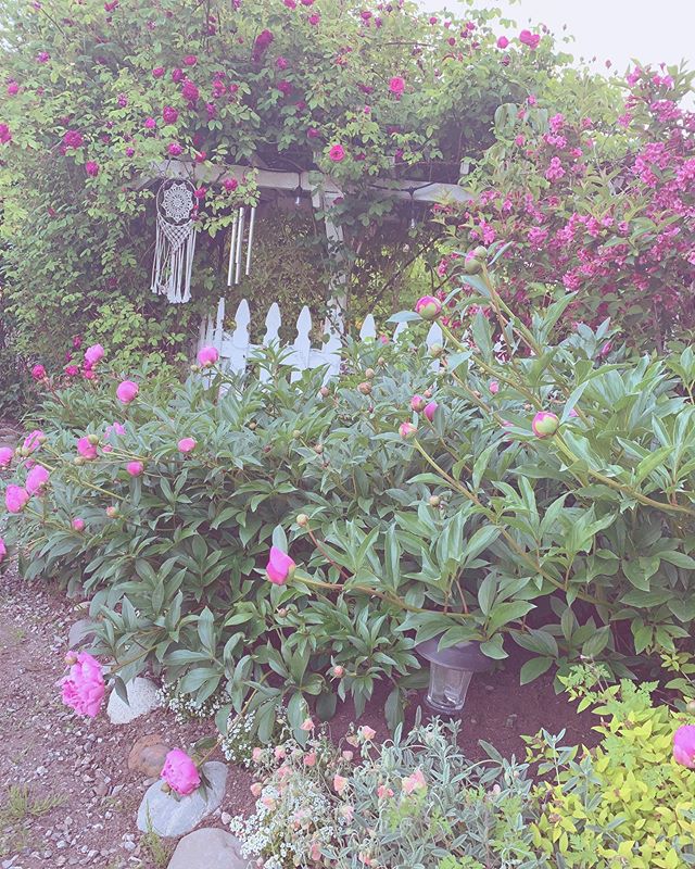 strolling around in my garden with a hot mug of tea warming my hand is my most cherished thing this time of year. 🌿🌸#faecottage #gardening #garden #faegarden #faegardens #climbingroses #roses #antiqueroses #peonies #begonias #azaleas