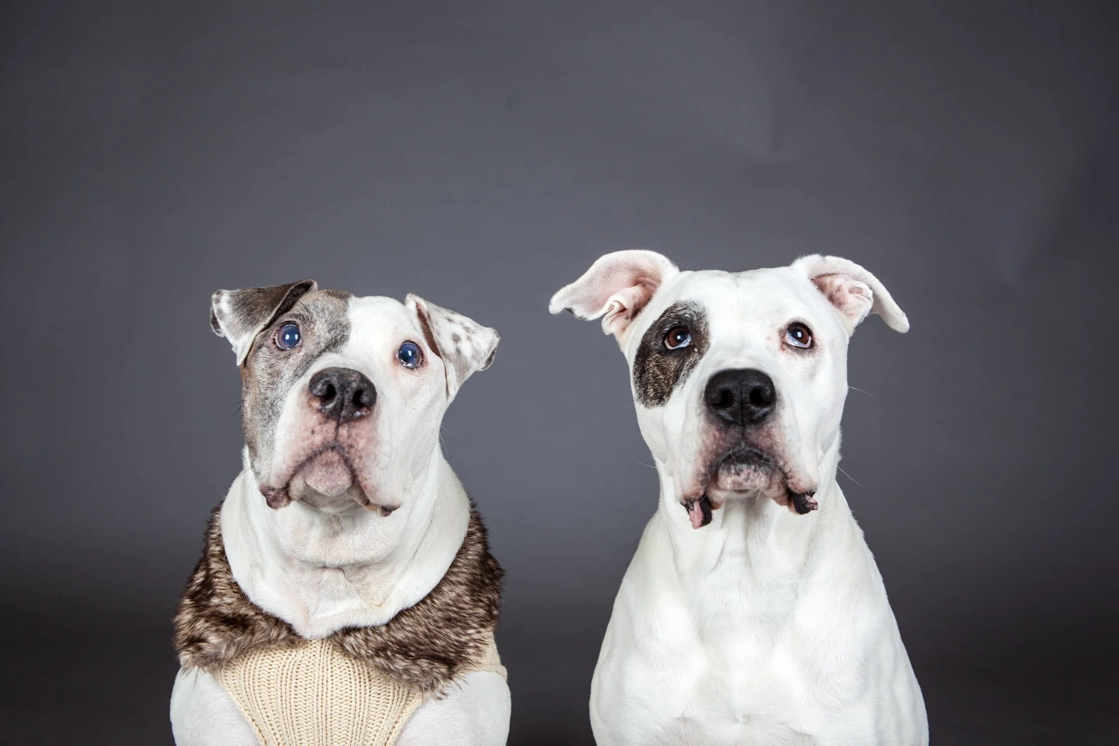 Two bull dogs.jpg