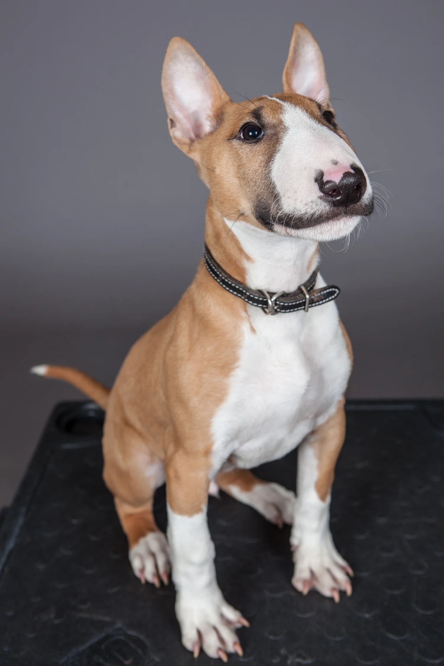 Bull Terrier .jpg