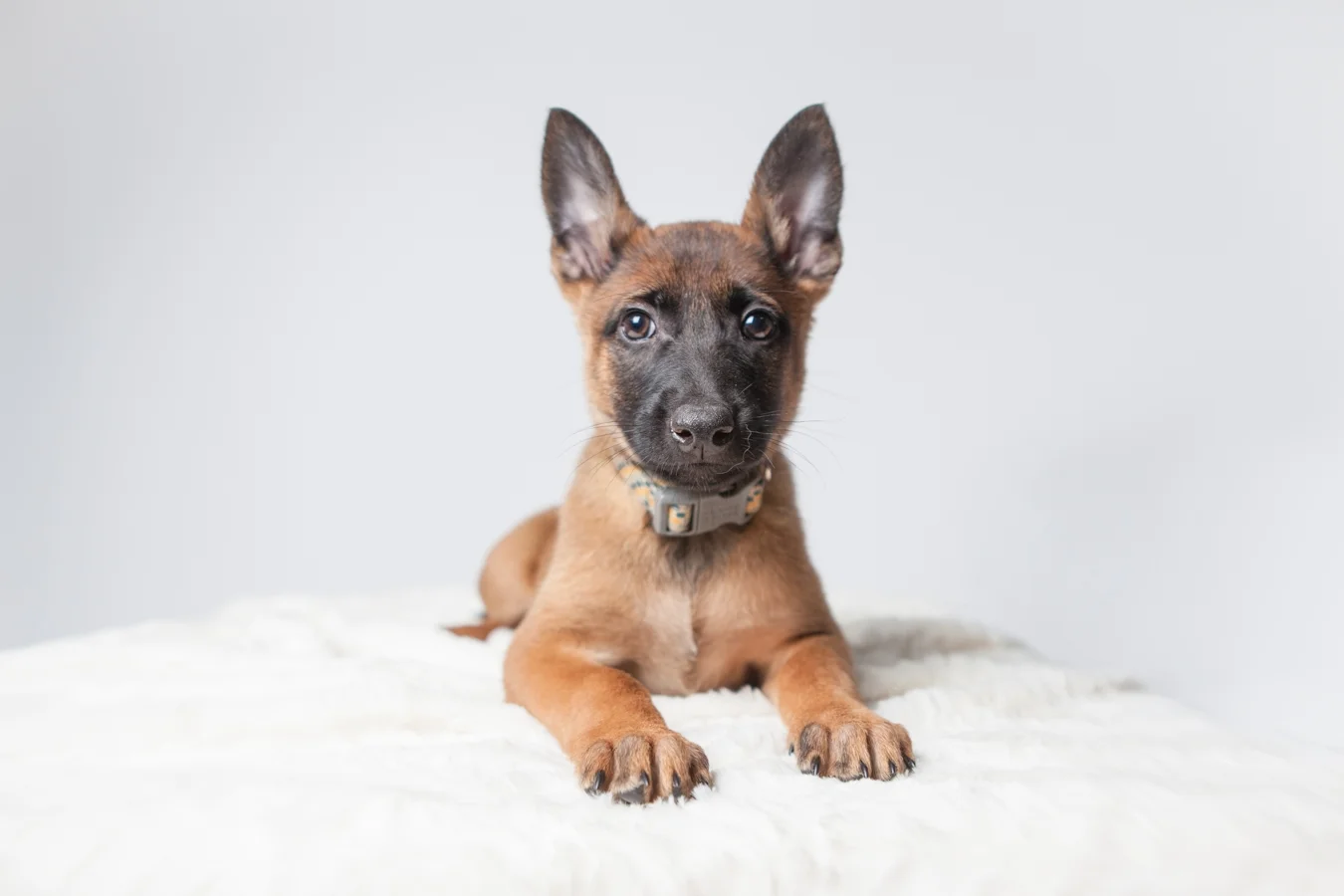 Puppies