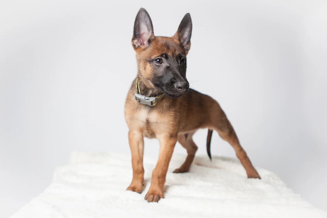 Puppy stance