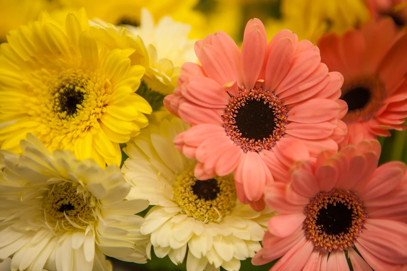 Random Acts of Flowers