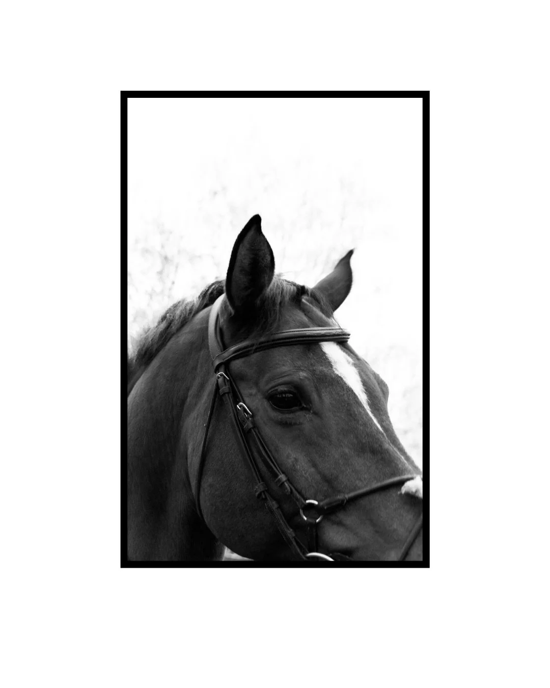 Year of the horse... Also Lilys year to shine as a graduate! What an honor to capture your senior portraits. Some of you know Lily from photo shoots - she's my rockstar assistant, helping with everything from managing the behind-the-scenes to making 