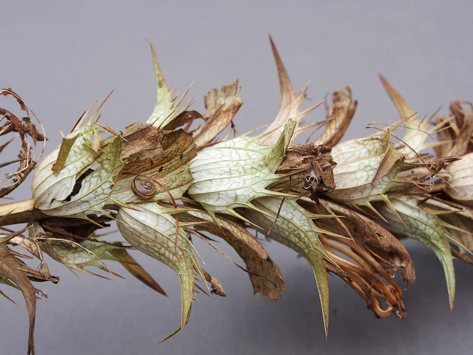 Acanthus seedhead.jpg