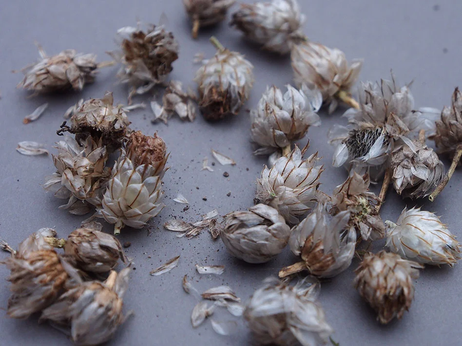 Seedheads.jpg