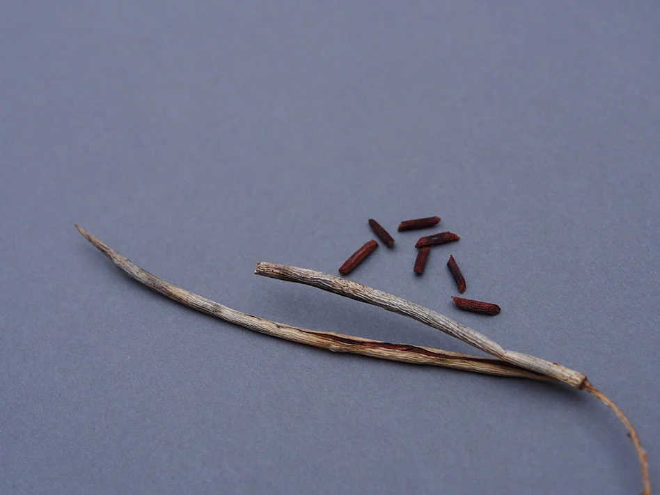 Amsonia seeds.jpg