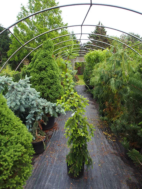 A garden tour wouldn't be complete without a visit to a fantastic nursery. Vineland Nurseries specializes in rare and unusual plants, including an excellent selection of dwarf conifers. This beauty came home with me.