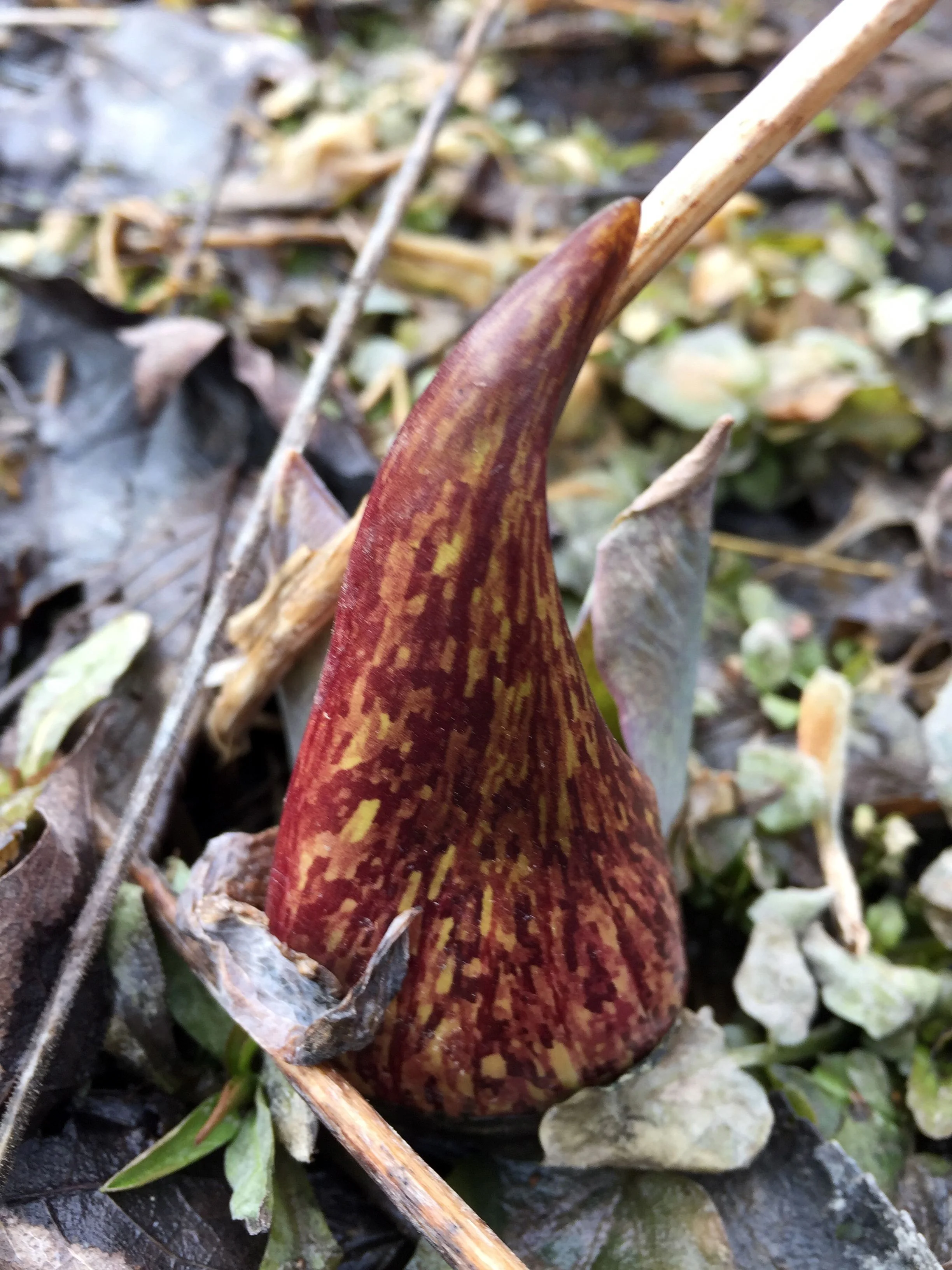 Symplocarpus foetidus - Eastern Skunk Cabbage