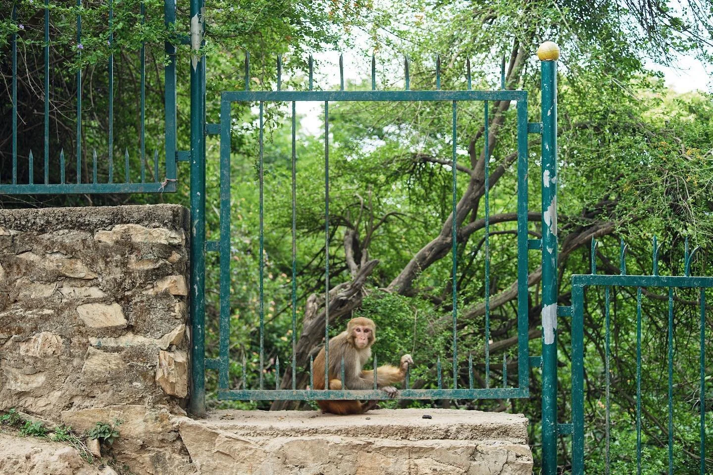 Monkey guard on the way to the temple