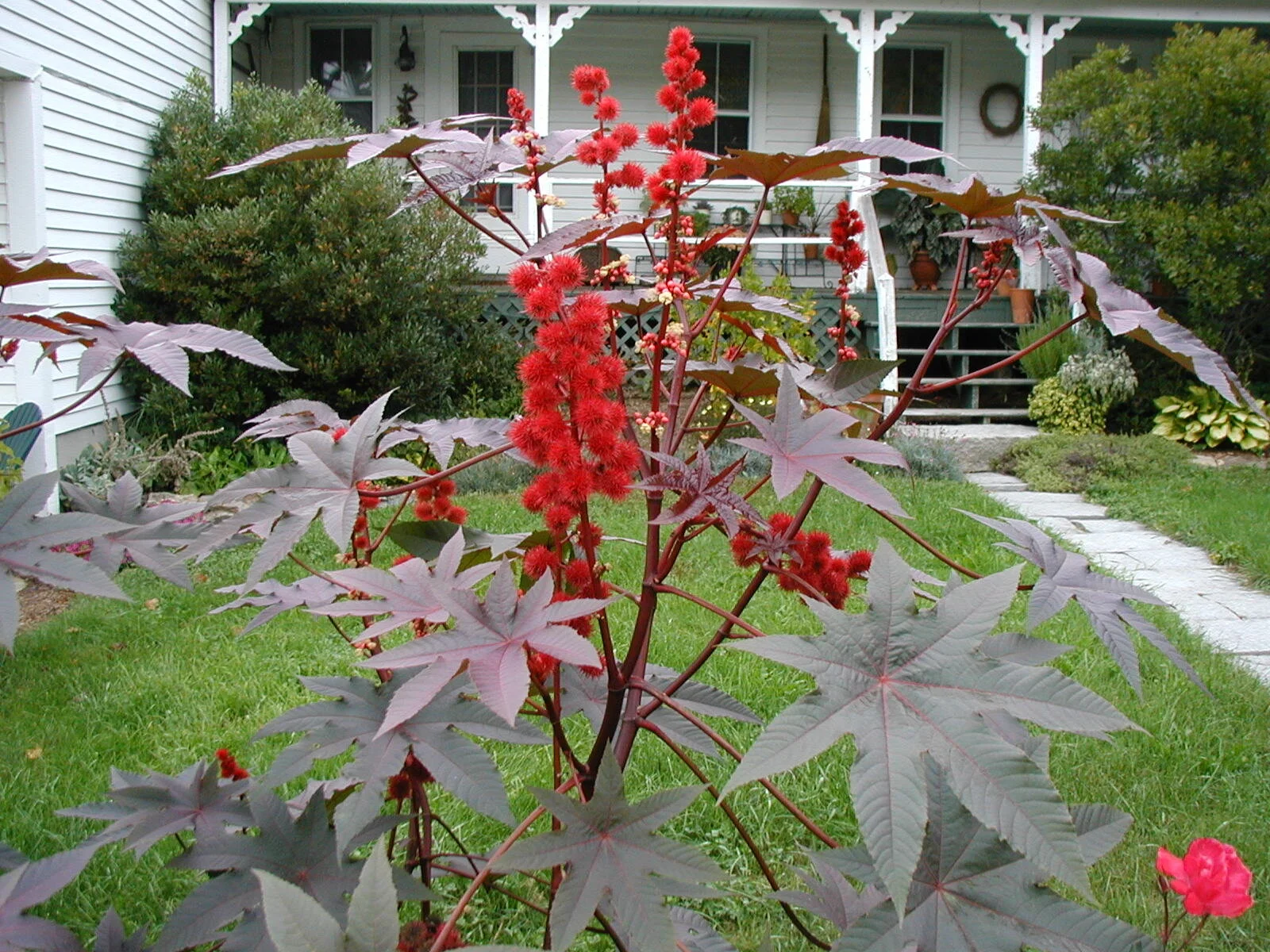 Castor Bean B.JPG