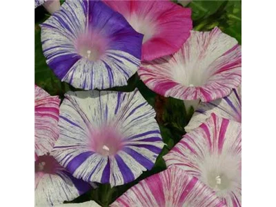 East Concord Garden Club Plant Sale