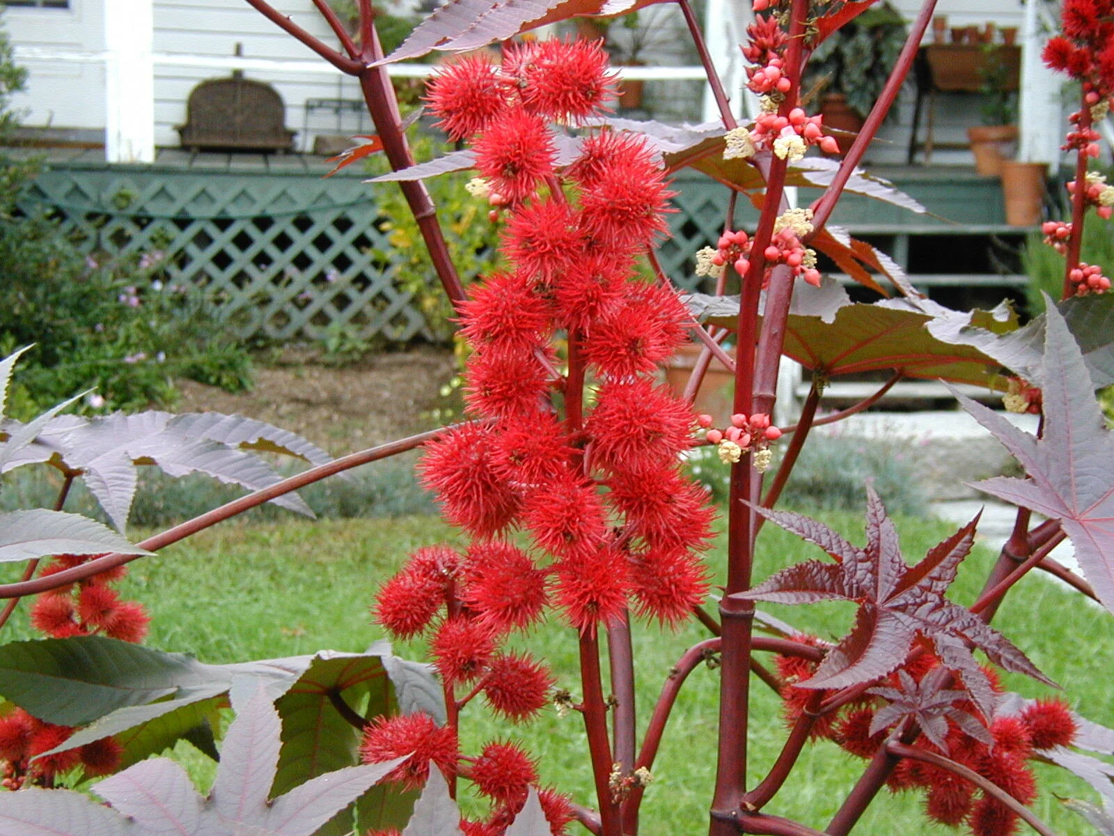 Castor Bean C.JPG