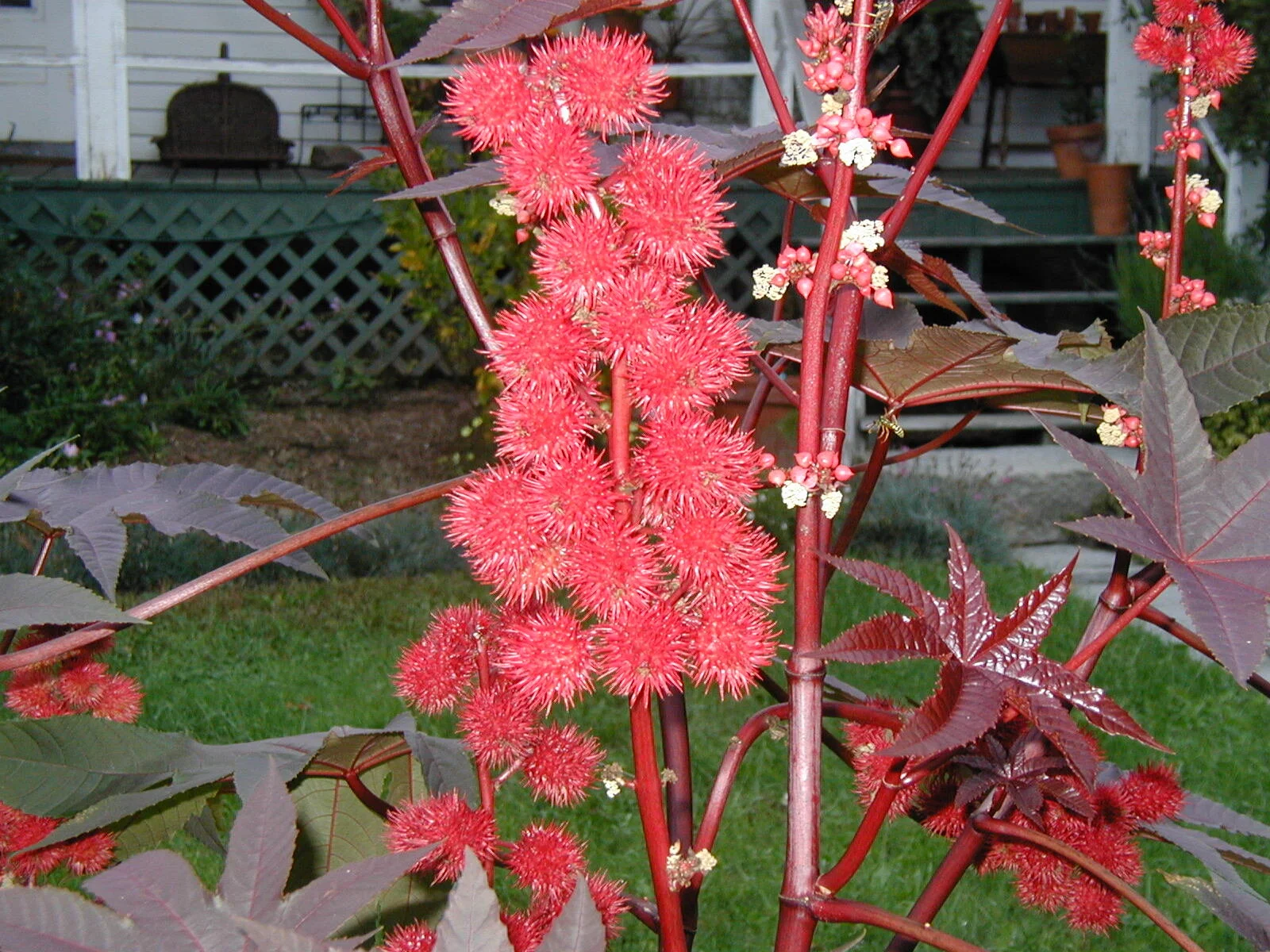Castor Bean A.JPG