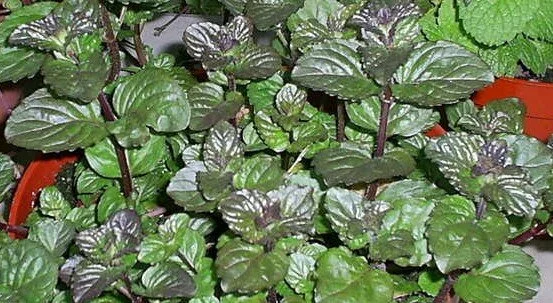 Mint Berries & Cream.jpg